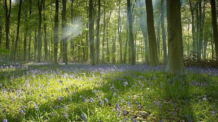 Spring Is Here - KJ's Sizzling Scentz