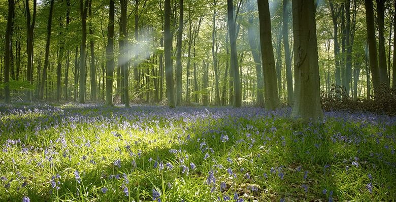 Spring Is Here - KJ's Sizzling Scentz